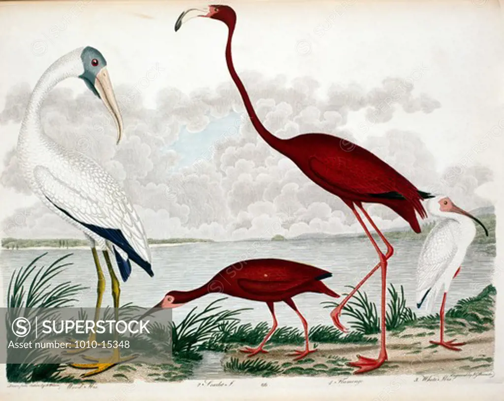 Wood Ibis, Scarlet Ibis, Flamingo and White Ibis, by A.Wilson, Print