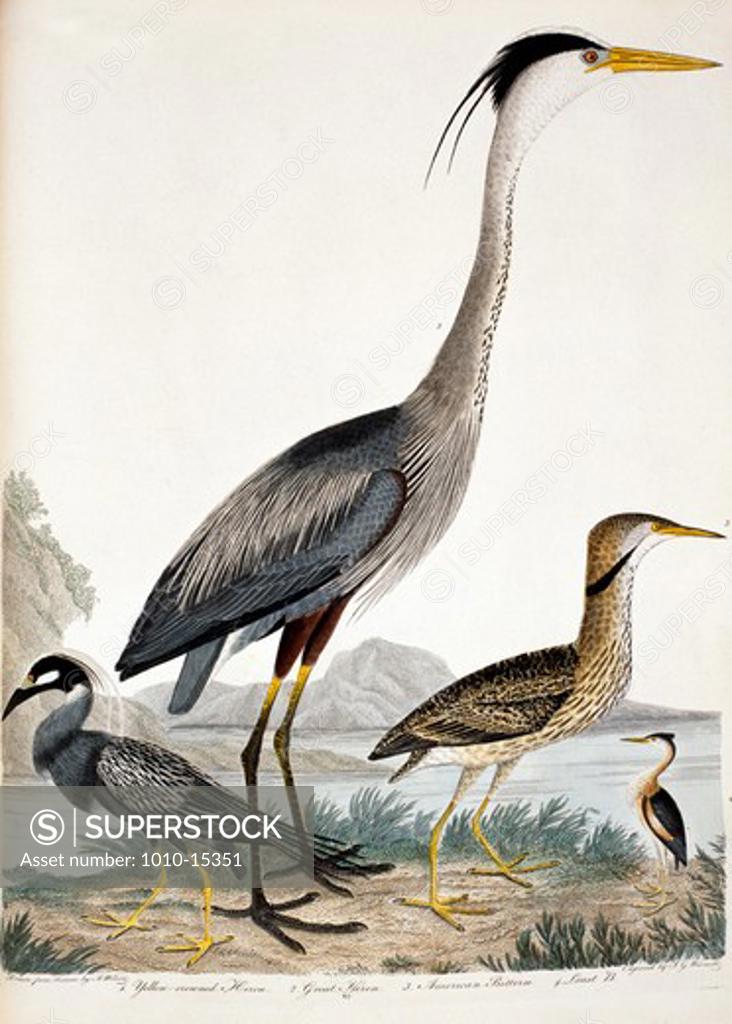 Stock Photo: 1010-15351 Yellow Crowned Heron, Great Heron, American Bittern and Least Bittern, by A. Wilson, Print