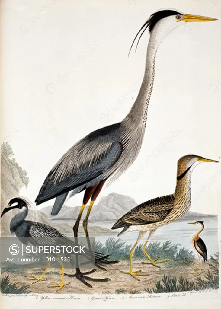 Yellow Crowned Heron, Great Heron, American Bittern and Least Bittern, by A. Wilson, Print