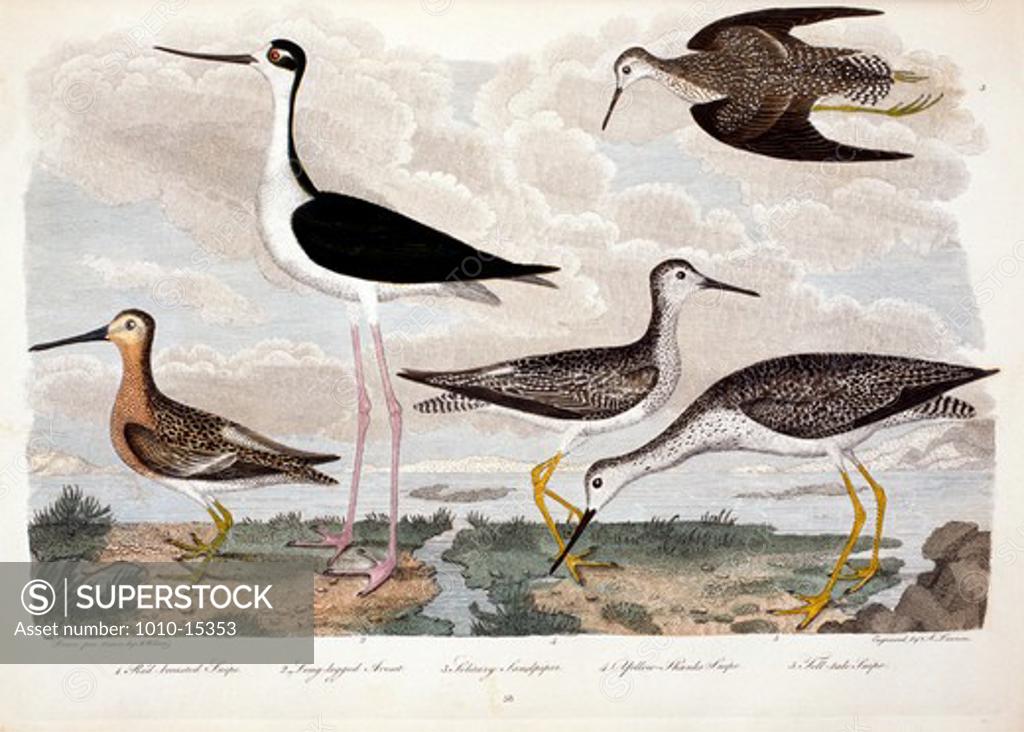 Stock Photo: 1010-15353 Red Breasted Snipe, Long-Legged Avoset, Solitary Sandpiper, Yellow-Thanks Snipe, Tell-Tale Snipe, by A. Wilson, Print