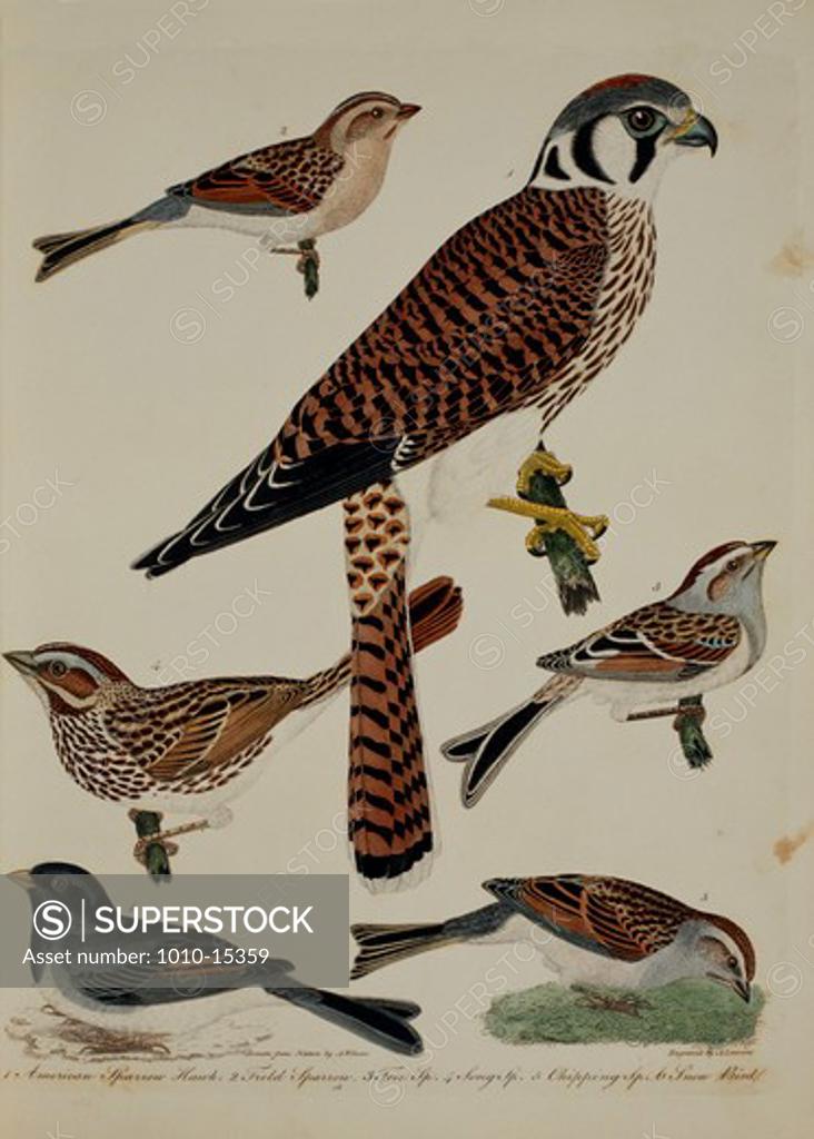 Stock Photo: 1010-15359 Hawk and Sparrows, by A. Wilson, Print