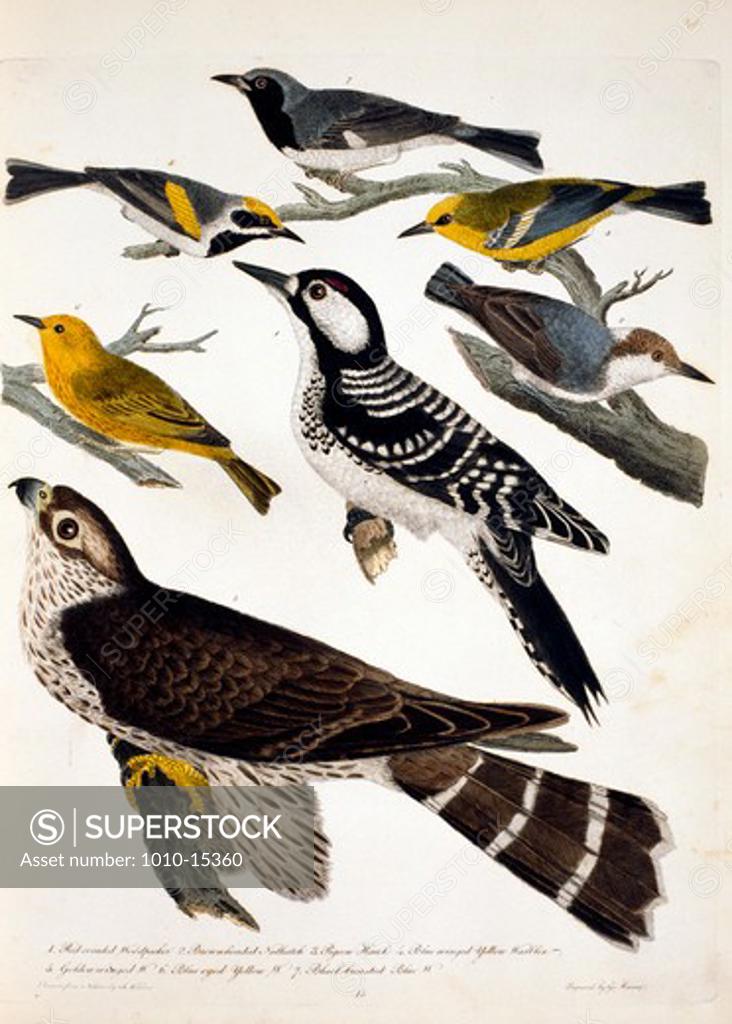 Stock Photo: 1010-15360 Woodpeckers, Nuthatch and Hawk, by A. Wilson, Print