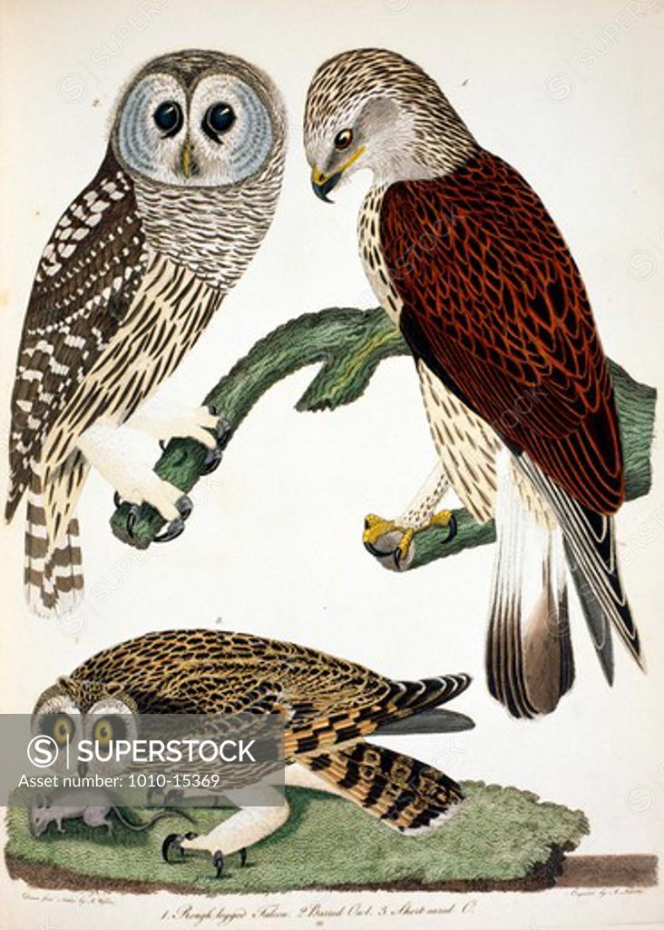 Stock Photo: 1010-15369 Owls and Falcon, by A. Wilson, Print
