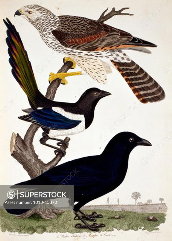 Stock Photo: 1010-15370 Falcon, Magpie and Crow, by A. Wilson, Print
