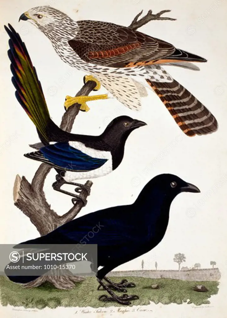 Falcon, Magpie and Crow, by A. Wilson, Print