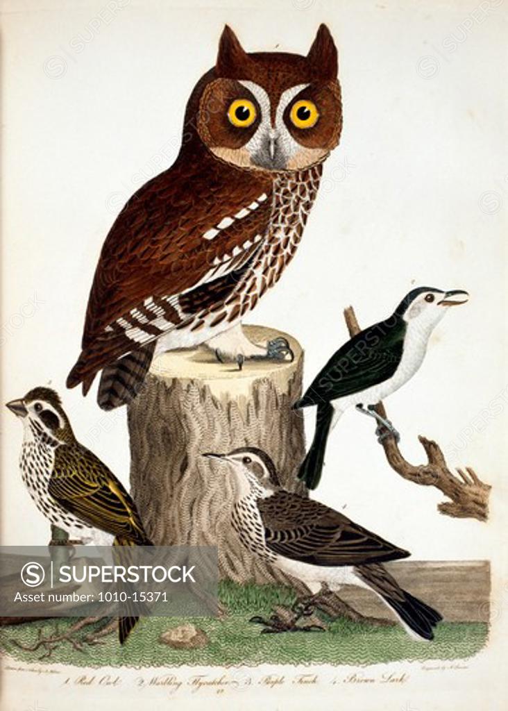 Stock Photo: 1010-15371 Owl, Flycatcher, Finch and Lark, by A. Wilson, Print