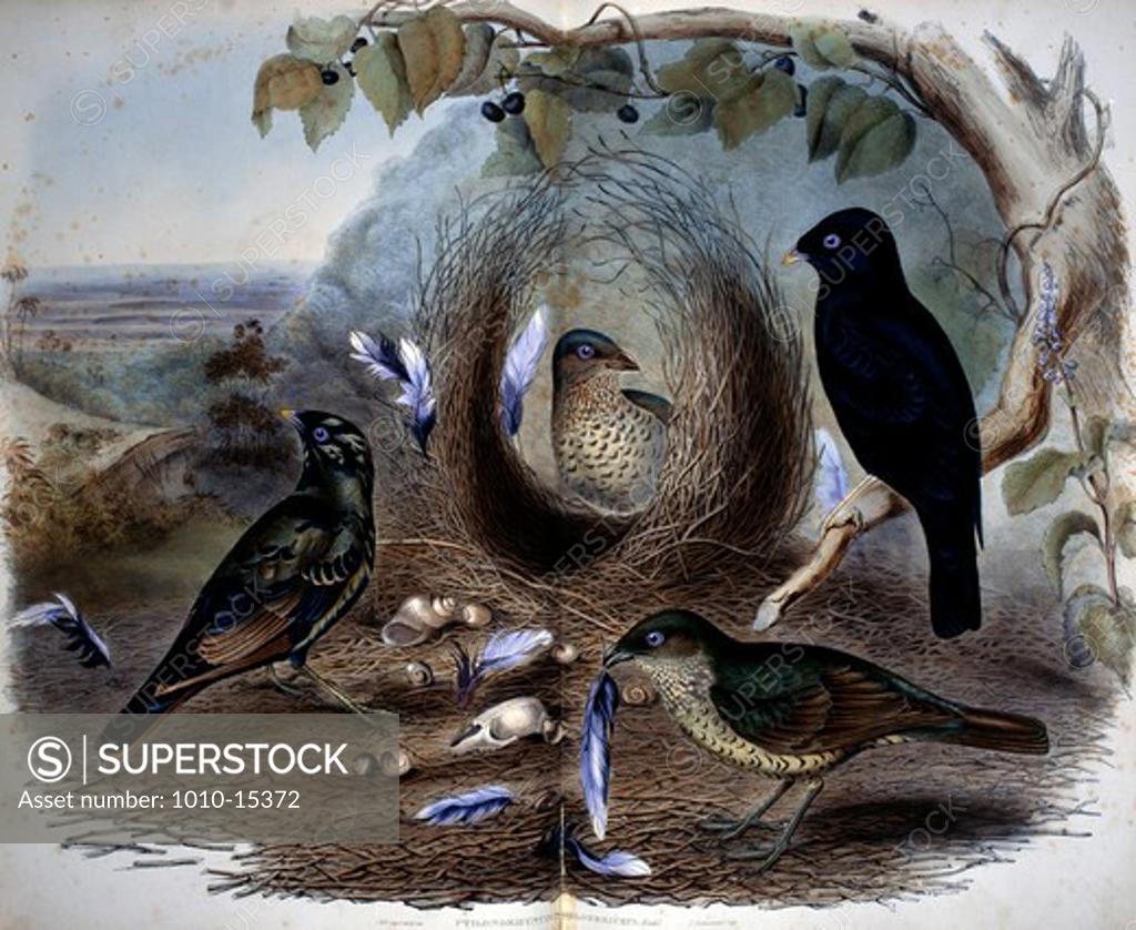 Stock Photo: 1010-15372 Variety of Birds, by Unknown Artist, print