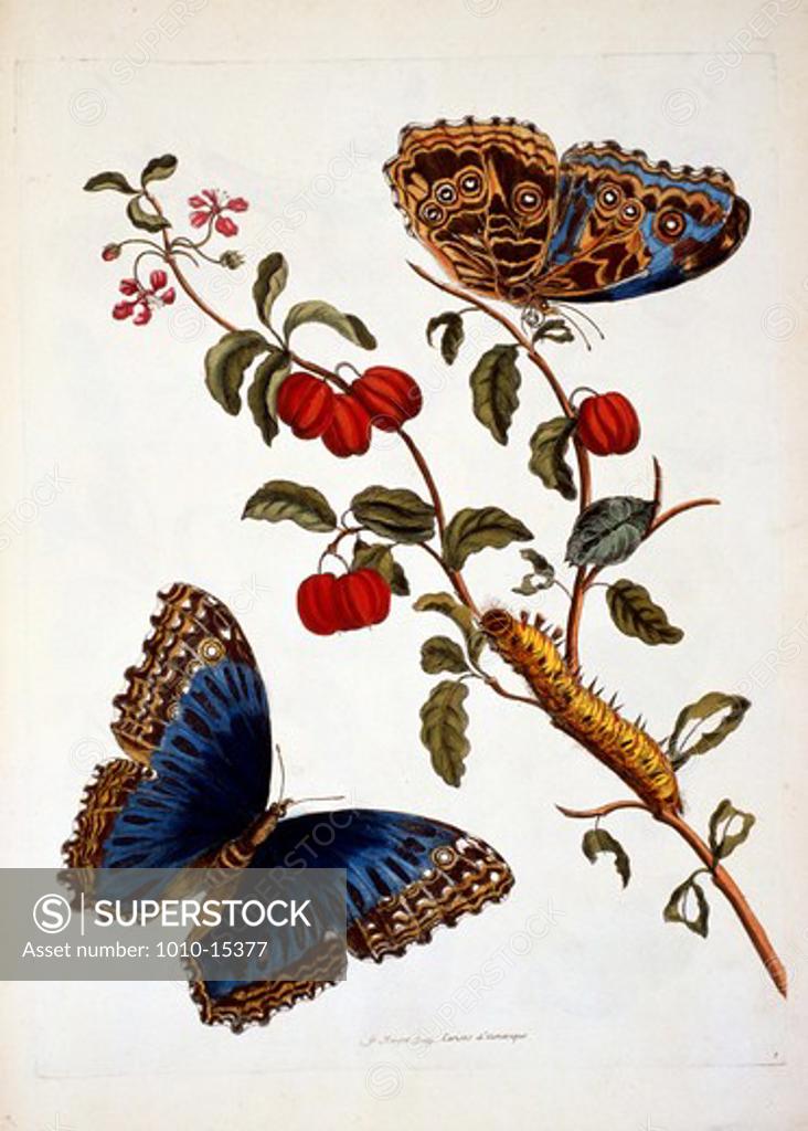 Stock Photo: 1010-15377 Butterflies and Insects, by Unknown Artist, print