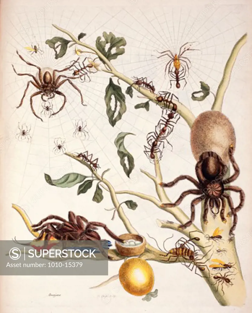 Variety of Spiders Artist Unknown Print