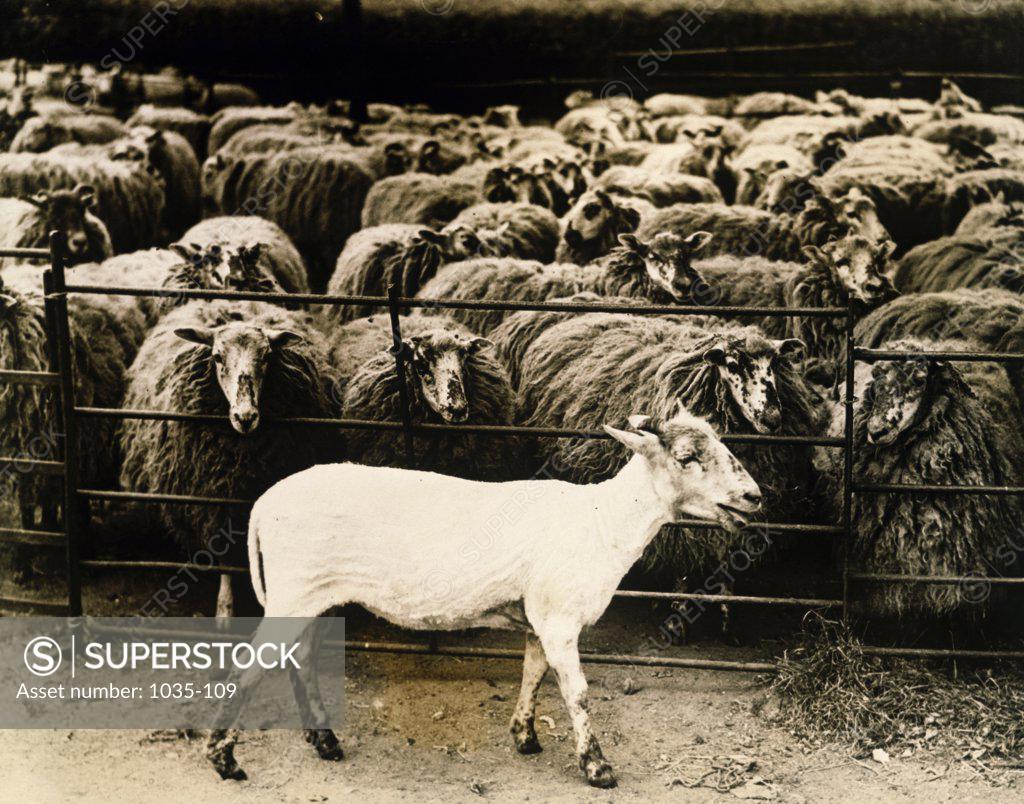 Stock Photo: 1035-109 Flock of sheep in a pen