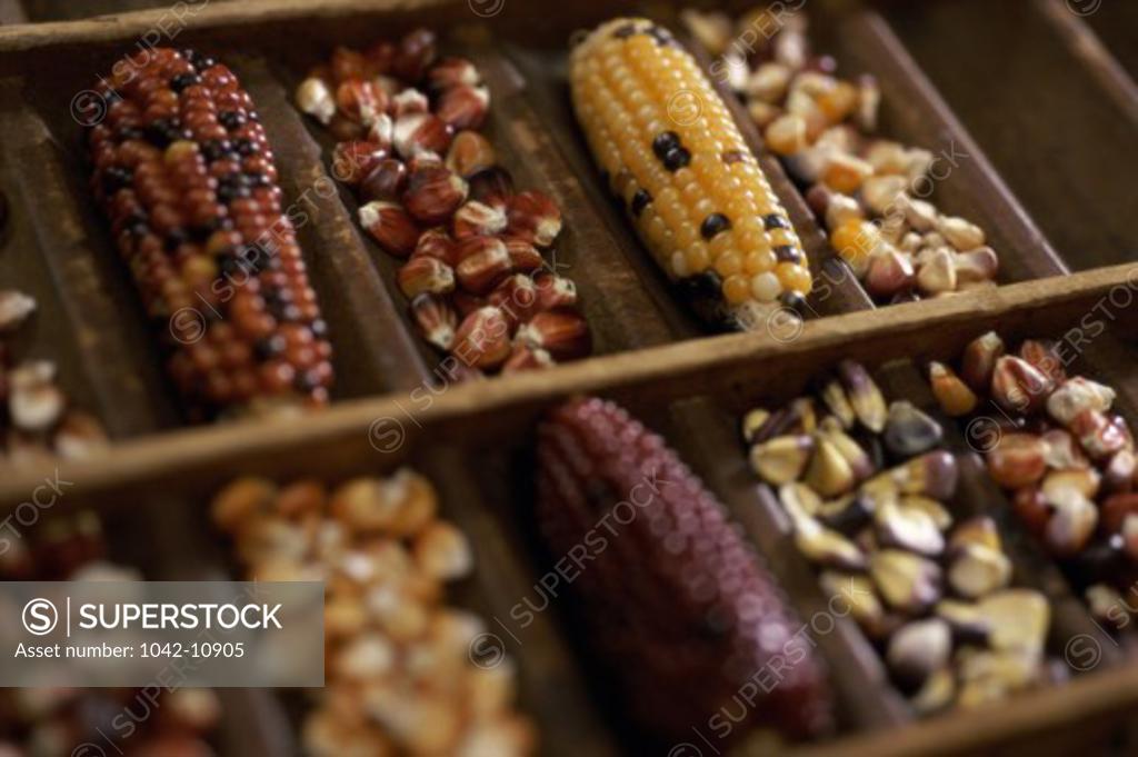 Stock Photo: 1042-10905 Close-up of Indian corn