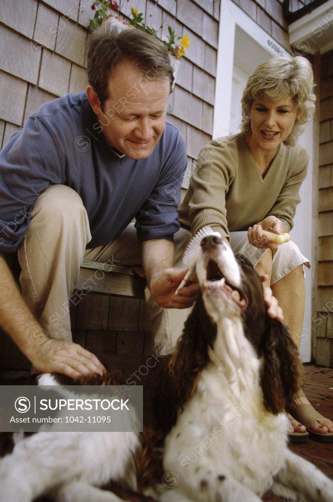 Stock Photo: 1042-11095 Mid adult couple with their dogs