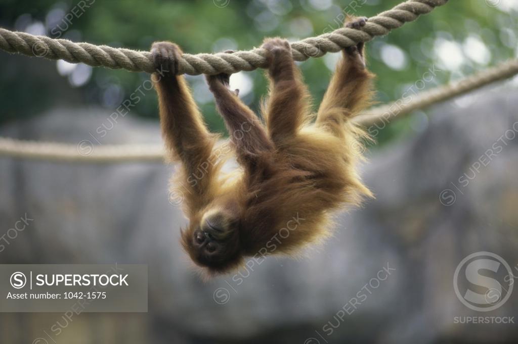 Stock Photo: 1042-1575 Orangutan