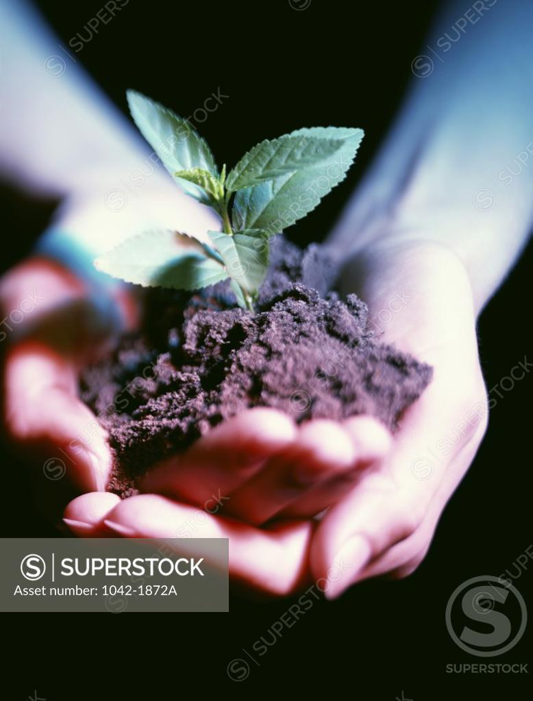 Stock Photo: 1042-1872A Close-up of a woman's hand holding a plant sapling