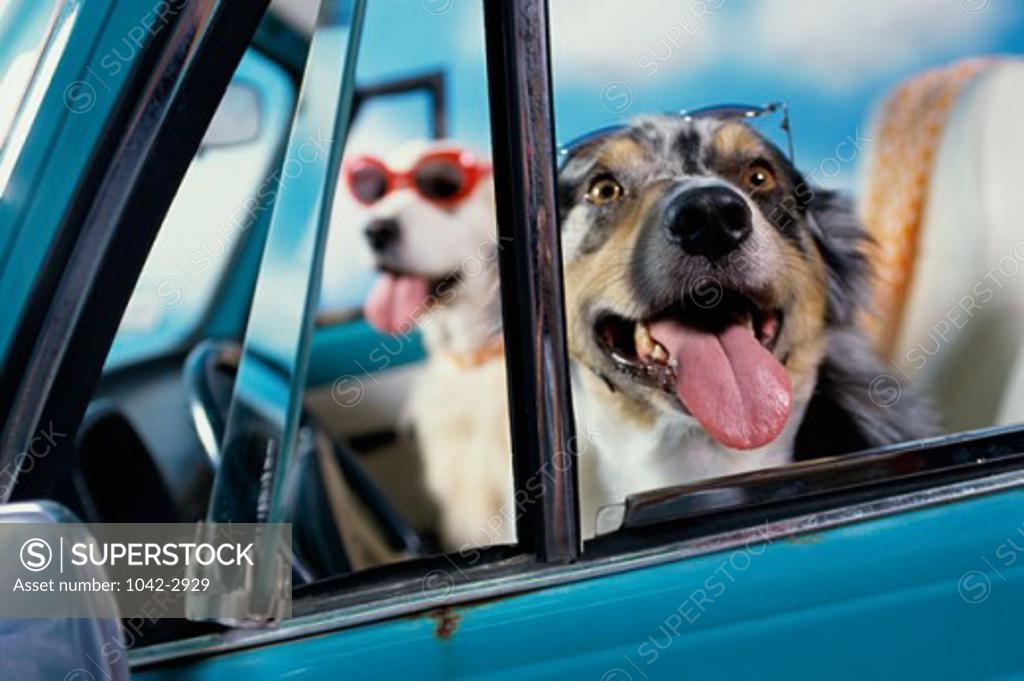 Stock Photo: 1042-2929 Close-up of two dogs in a convertible car