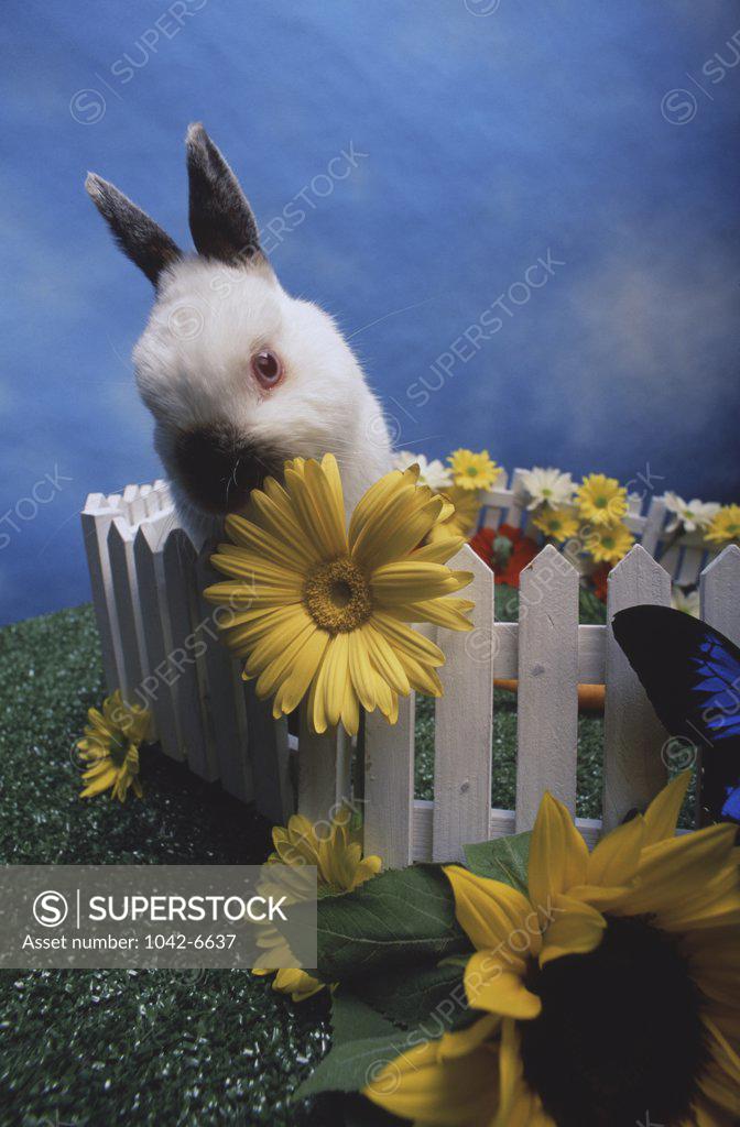 Stock Photo: 1042-6637 Rabbit 