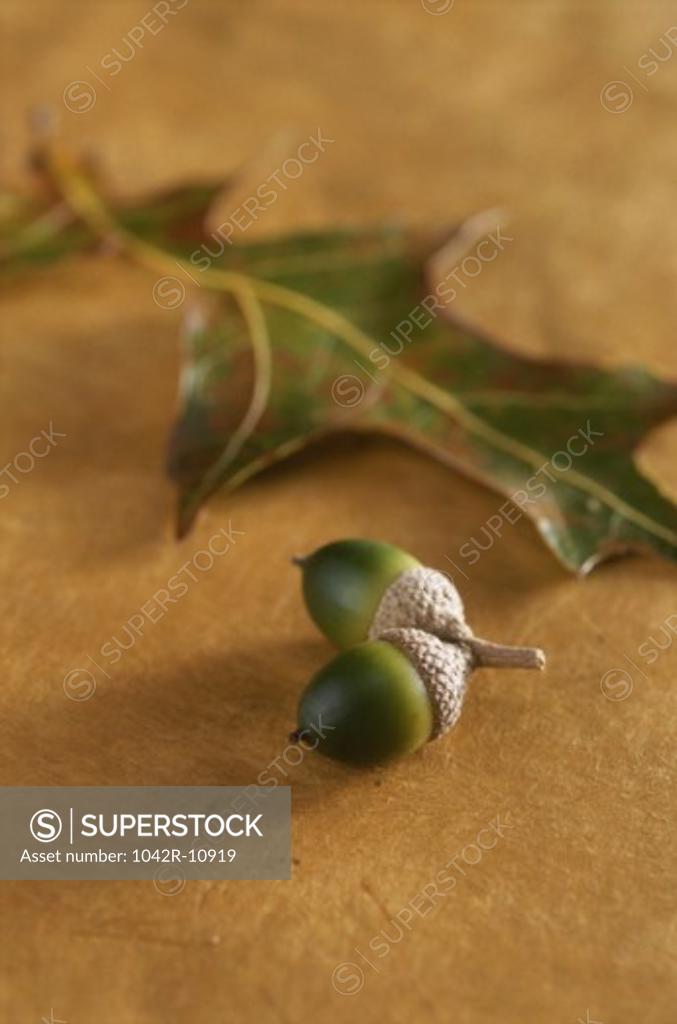 Stock Photo: 1042R-10919 Close-up of a dried leaf and acorn nuts