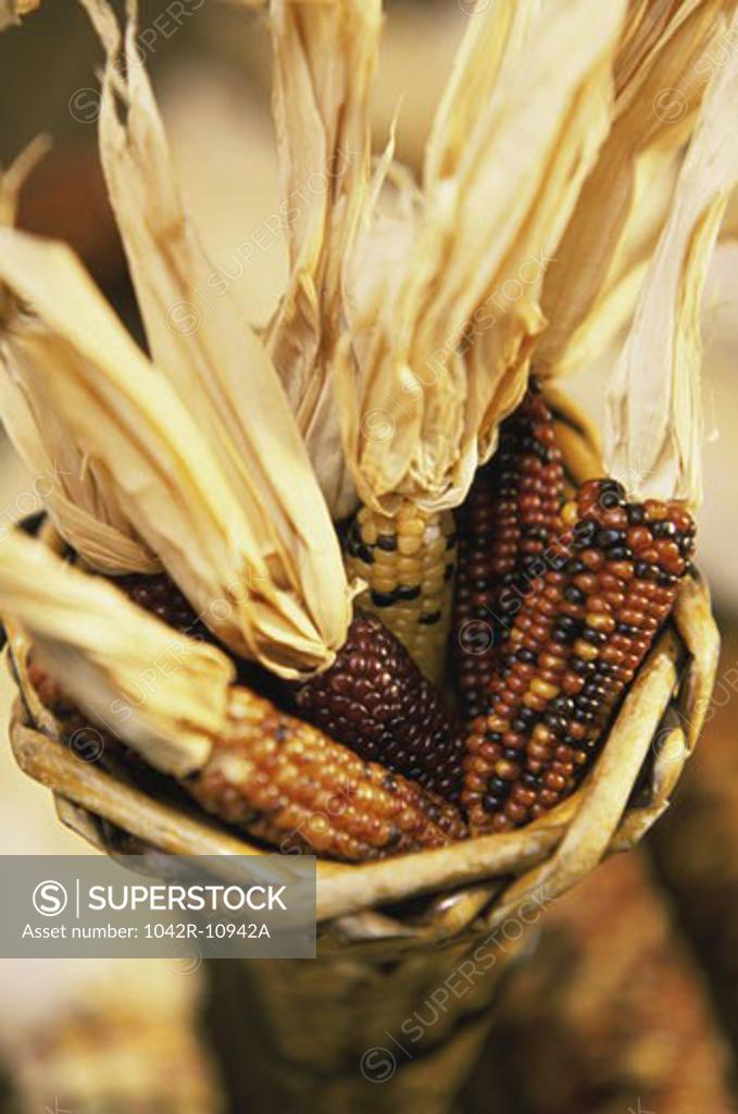 Stock Photo: 1042R-10942A Close-up of dried Indian corn in a basket