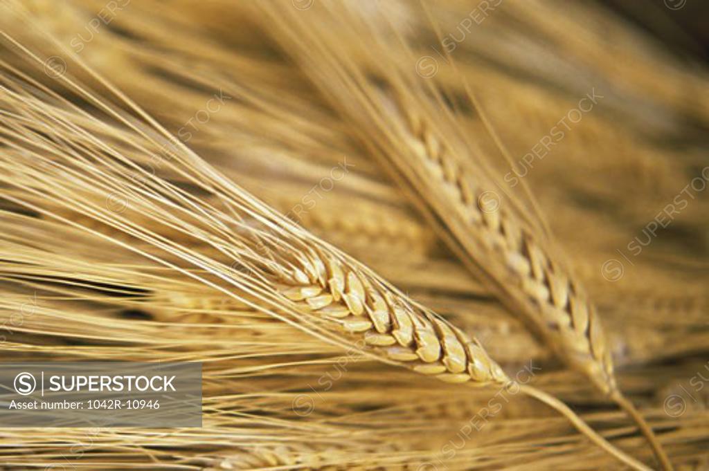 Stock Photo: 1042R-10946 Close-up of wheat