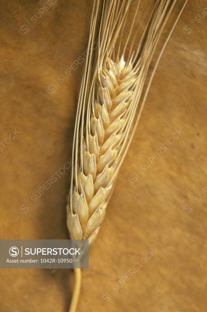 Stock Photo: 1042R-10950 Close-up of wheat