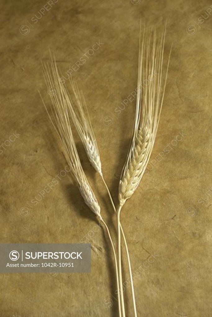Stock Photo: 1042R-10951 Close-up of wheat