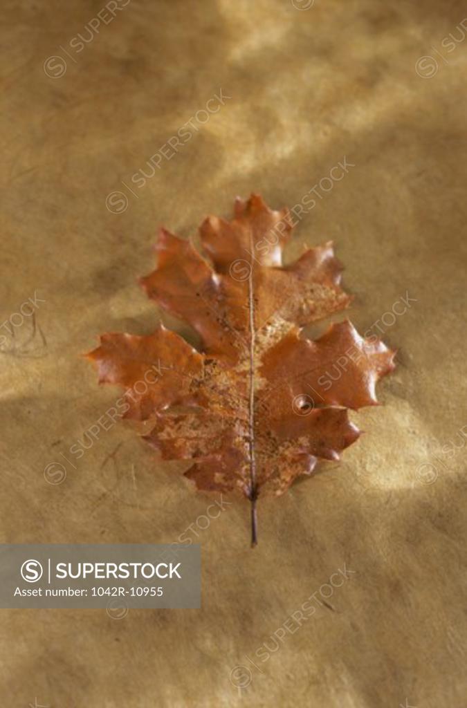 Stock Photo: 1042R-10955 Close-up of a dry maple leaf