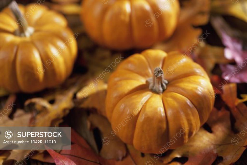 Stock Photo: 1042R-11010 Close-up of pumpkins on leaves