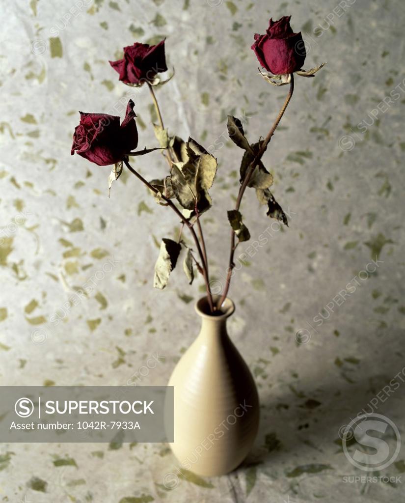Stock Photo: 1042R-7933A Withered red roses in a vase