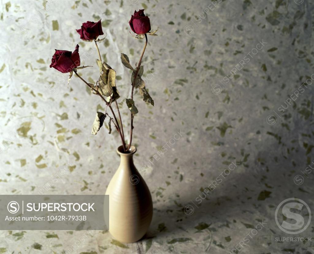 Stock Photo: 1042R-7933B Withered red roses in a vase