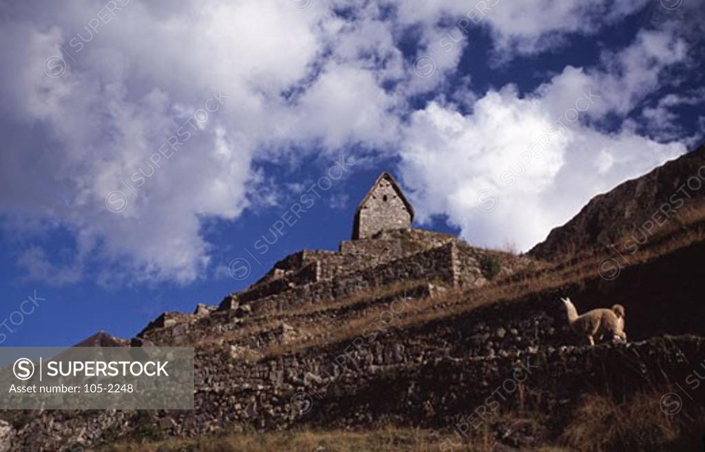 Stock Photo: 105-2248 Peru,  Department Of Cuzco,  Machu Picchu,  llama
