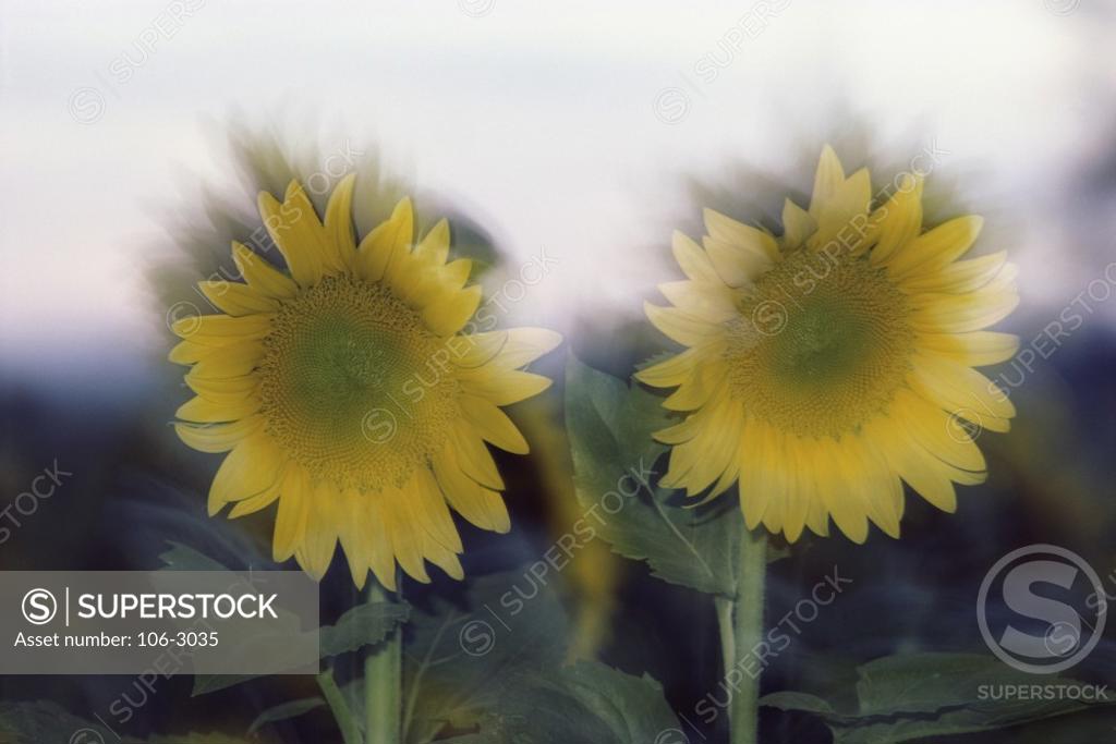 Stock Photo: 106-3035 Sunflowers