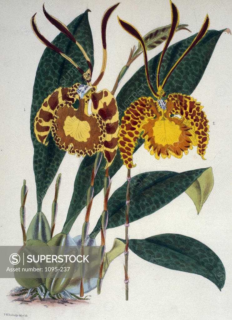 Stock Photo: 1095-237 Oncidium Papilio Pictum by Samuel Jennings from Orchids: And How to Grow Them,  (active 1789-1834 ),  USA,  Chicago,  Newberry Library