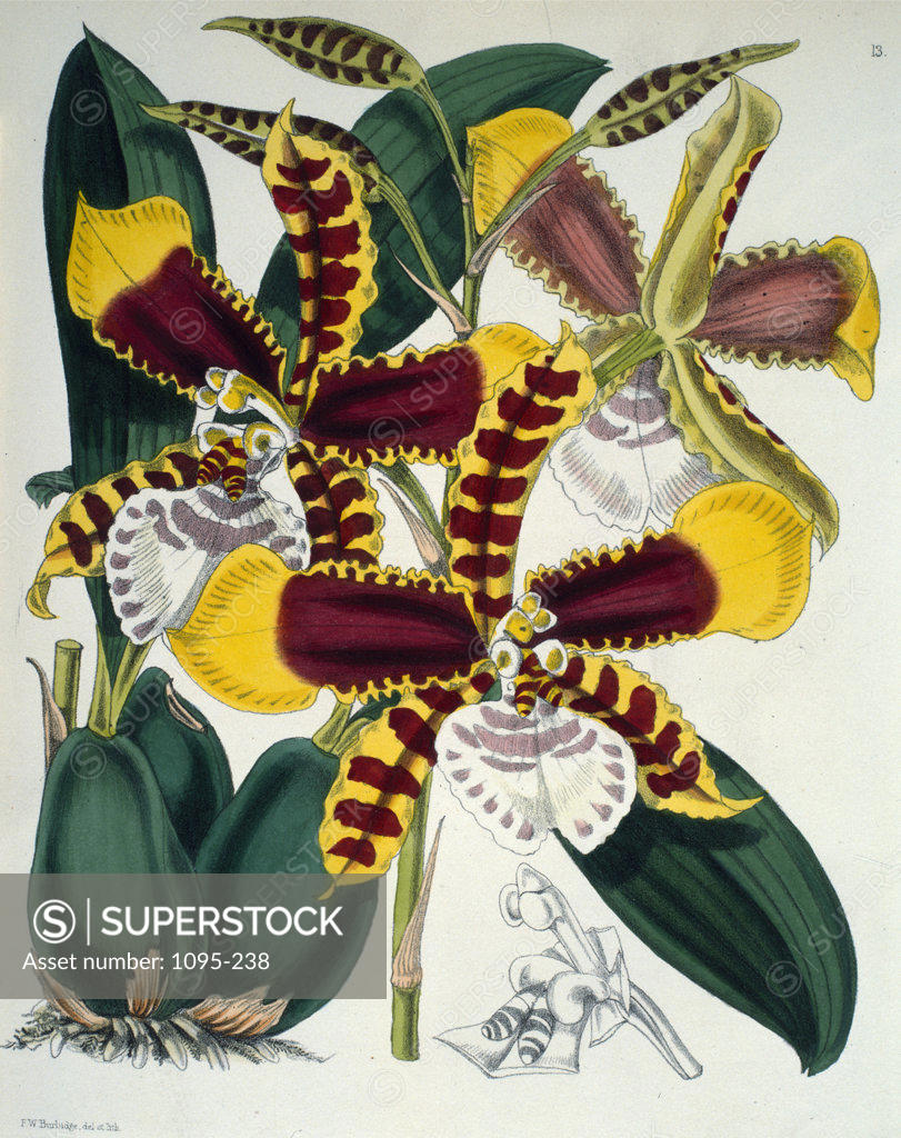 Stock Photo: 1095-238 Odontoglossum Grande by Samuel Jennings from Orchids: And How to Grow Them,  (active 1789-1834 ),  USA,  Chicago,  Newberry Library