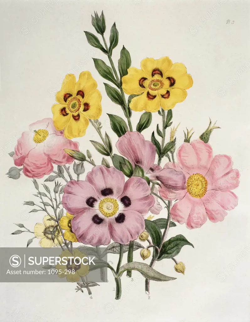 Yellow And Pink Mixed Flowers. Cistus. From "The Ladies' Flower-Garden Of Ornamental Greenhouse... 1849 Burne-Jones, Edward(1833-1898 British) Newberry Library, Chicago, Illinois, USA 