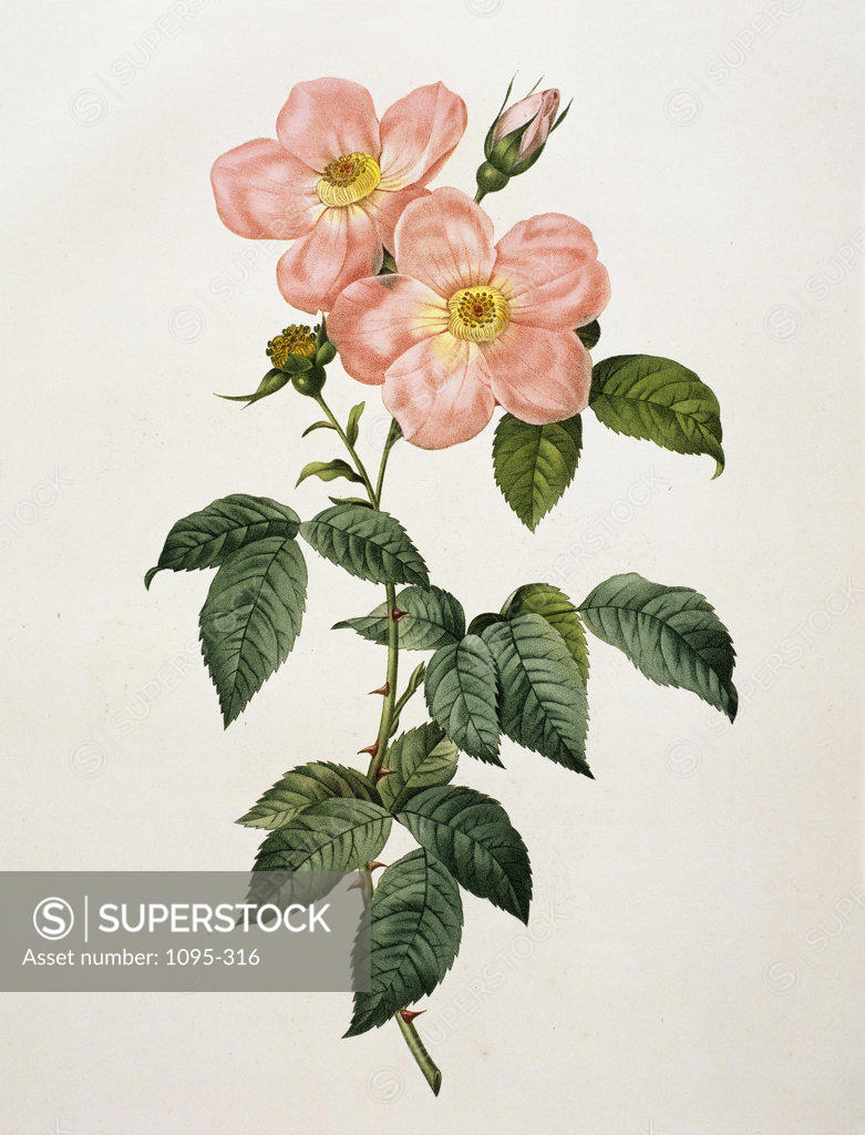 Stock Photo: 1095-316 Rosa Indica Frangras (Flora Simplici) From "Les Rosas" 1824 Redouté, Pierre Joseph(1759-1840 French) Newberry Library, Chicago, Illinois, USA 