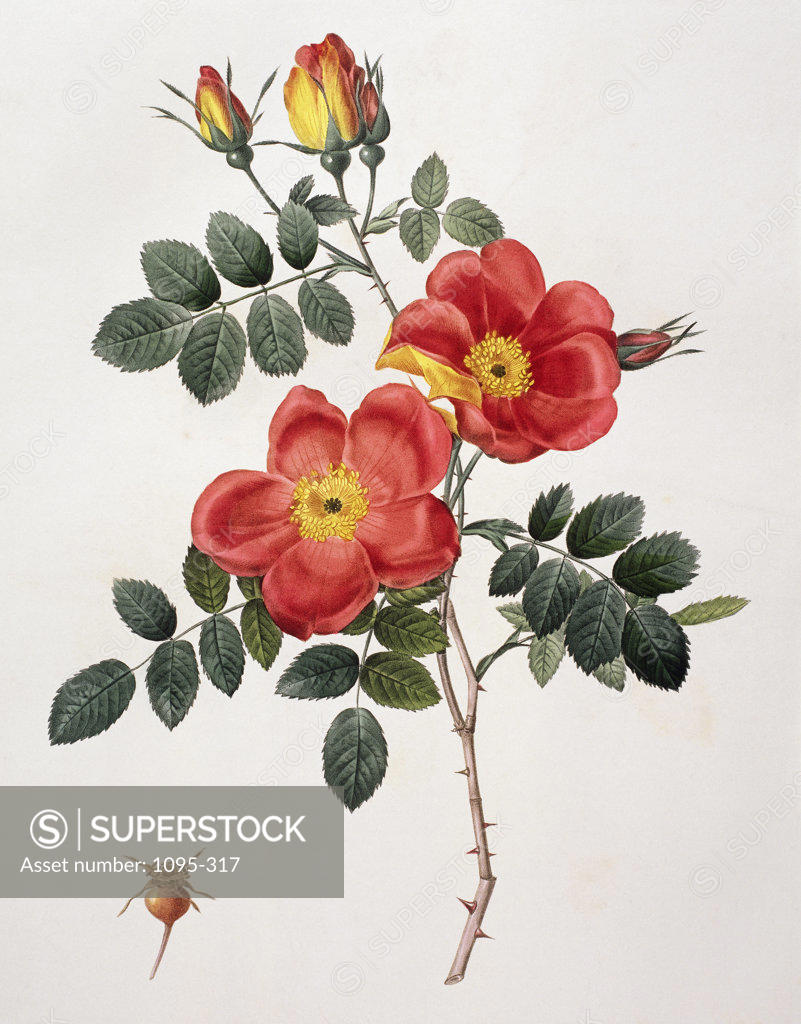 Stock Photo: 1095-317 Rosa Eglanteria (Punicea) From "Les Roses" 1817 Redouté, Pierre Joseph(1759-1840 French) Newberry Library, Chicago, Illinois, USA 