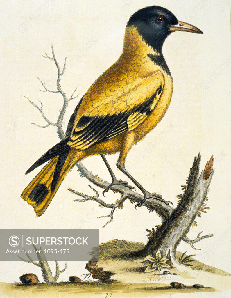 Stock Photo: 1095-475 Black- Headed Oriole of the Indies by George Edwards,  (ca. 1694- ca.1773),  Chicago,  Newberry Library