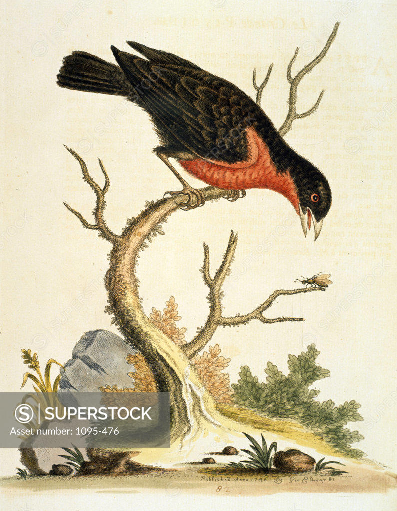 Stock Photo: 1095-476 Bullfinch,  Le Grande Pivione by George Edwards,  (ca. 1694- ca.1773),  Chicago,  Newberry Library