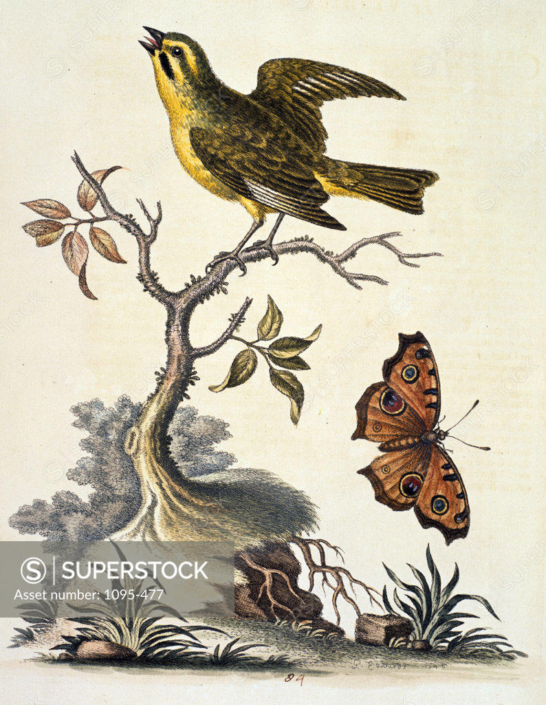 Stock Photo: 1095-477 Green Finch by George Edwards,  1751,  (ca. 1694- ca.1773),  Chicago,  Newberry Library