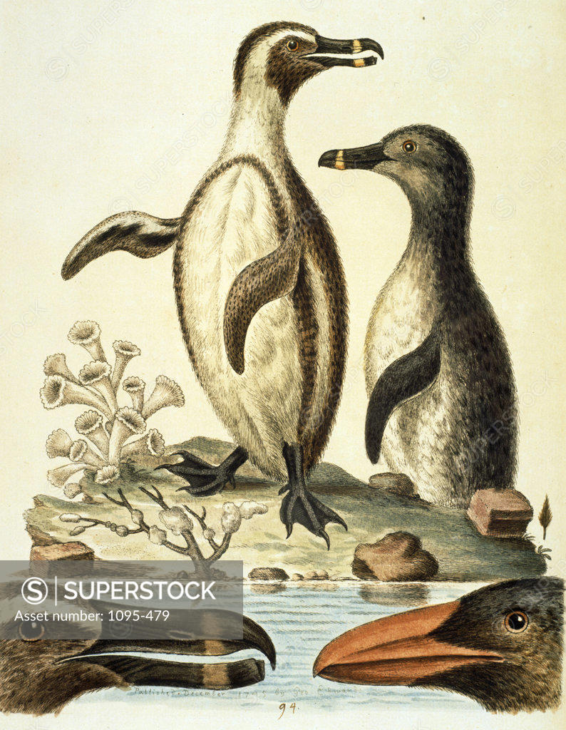 Stock Photo: 1095-479 The Penguins by George Edwards,  (ca. 1694- ca.1773),  Chicago,  Newberry Library