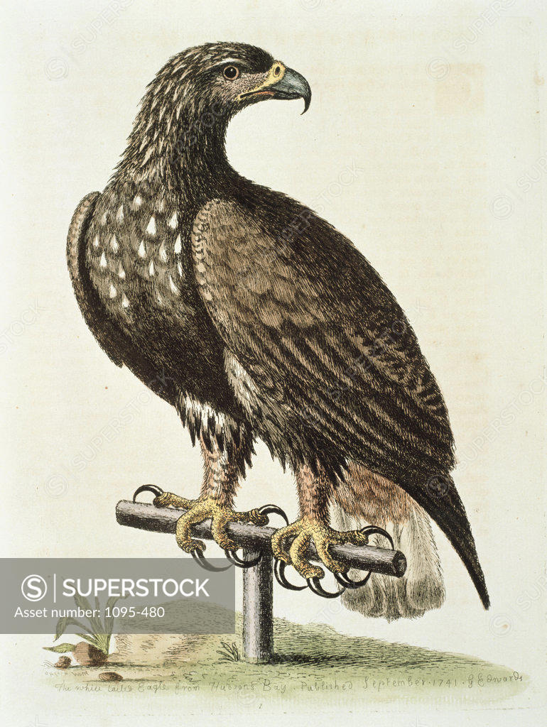 Stock Photo: 1095-480 The White-Tailed Eagle From Hudson's Bay 1751 GeorgeEdwards (ca.1694-ca.1773 British) Newberry Library, Chicago, Illinois, USA