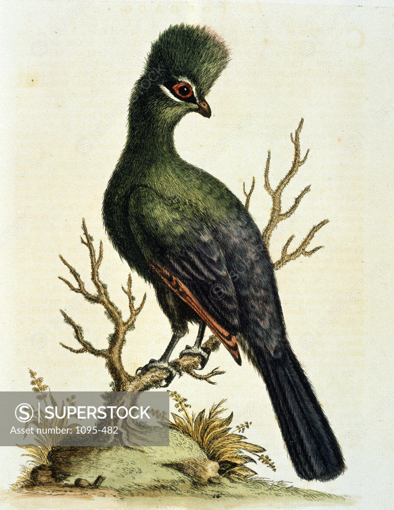 Stock Photo: 1095-482 Le Touraco by George Edwards,  1751,  (ca. 1694- ca.1773),  Chicago,  Newberry Library
