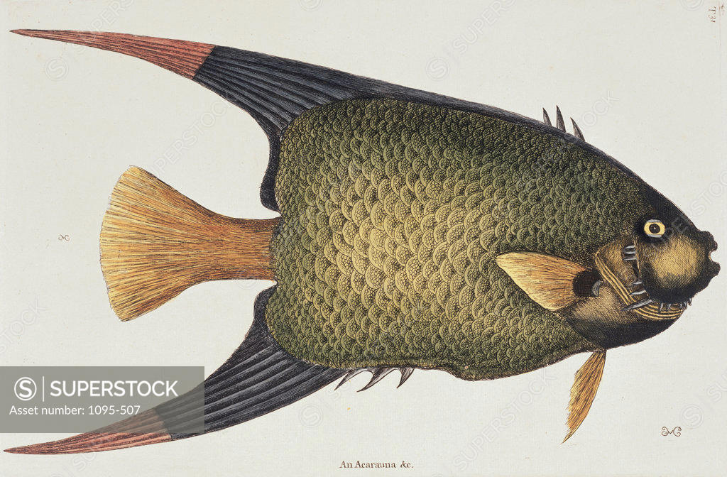 Stock Photo: 1095-507 Angel Fish Natural History Of Carolina, Florida, & Bahamas 1754 Mark Catesby (1679-1749 British) Illustration Newberry Library, Chicago, Illinois, USA