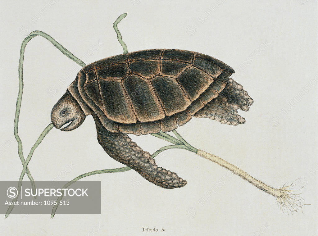 Stock Photo: 1095-513 Green Turtle Natural History Of Carolina, Florida & Bahamas 1754 Mark Catesby (1679-1749 British) Illustration Newberry Library, Chicago, Illinois, USA