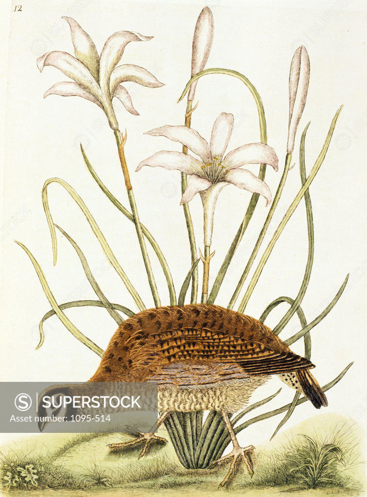 Stock Photo: 1095-514 American Partridge,  illustration from Natural History of Carolina,  Florida,  & Bahamas by Mark Catesby,  (1679-1749),  Chicago,  Newberry Library
