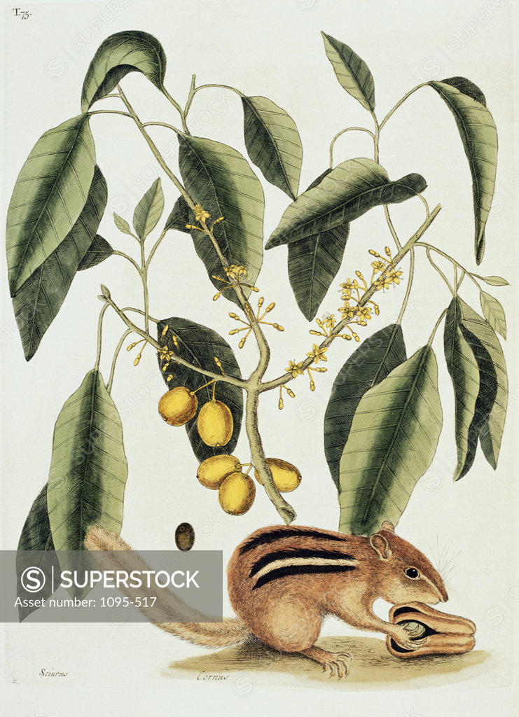 Stock Photo: 1095-517 Ground Squirrel Natural History Of Carolina, Florida & Bahamas 1754 Mark Catesby (1679-1749 British) Illustration Newberry Library, Chicago, Illinois, USA