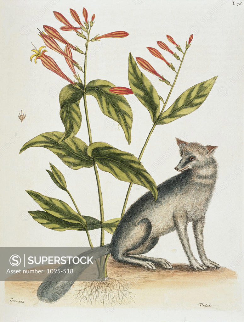 Stock Photo: 1095-518 Grey Fox Natural History Of Carolina, Florida & Bahamas 1754 Mark Catesby (1679-1749 British) Illustration Newberry Library, Chicago, Illinois, USA