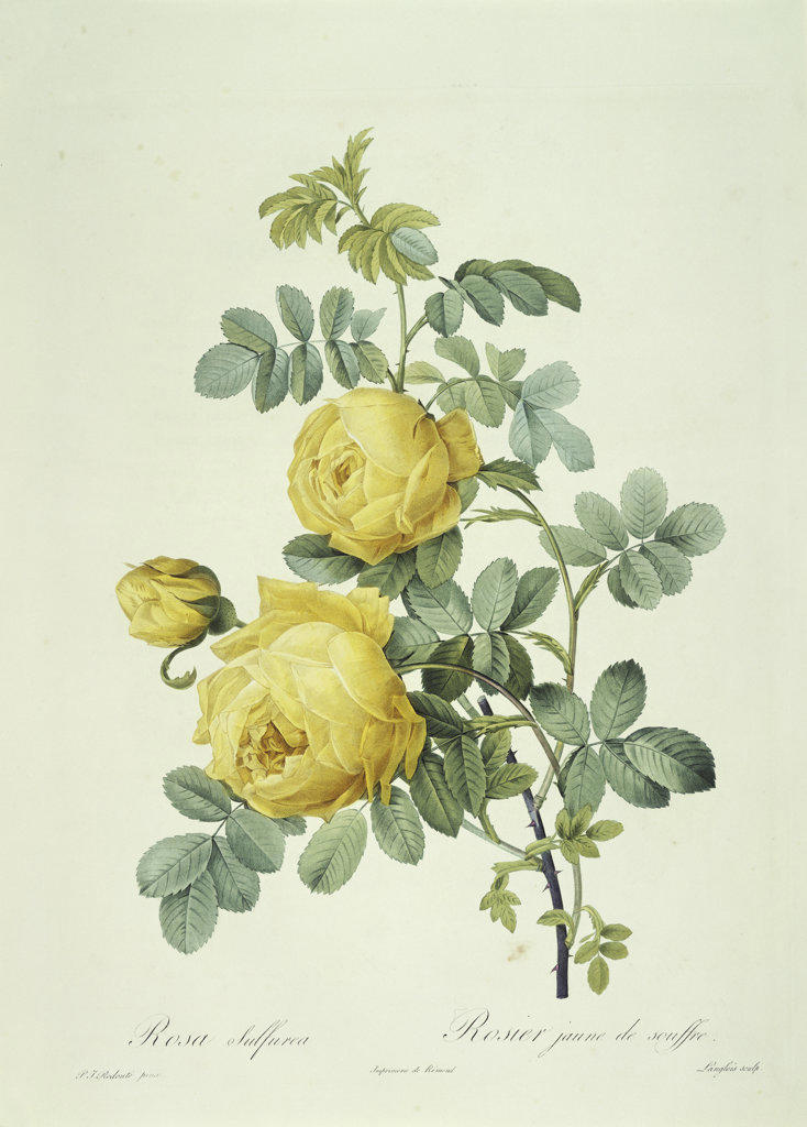 Rosa Sulfurea From Les Roses Pierre Joseph Redoute (1759-1804 French) Newberry Library, Chicago 