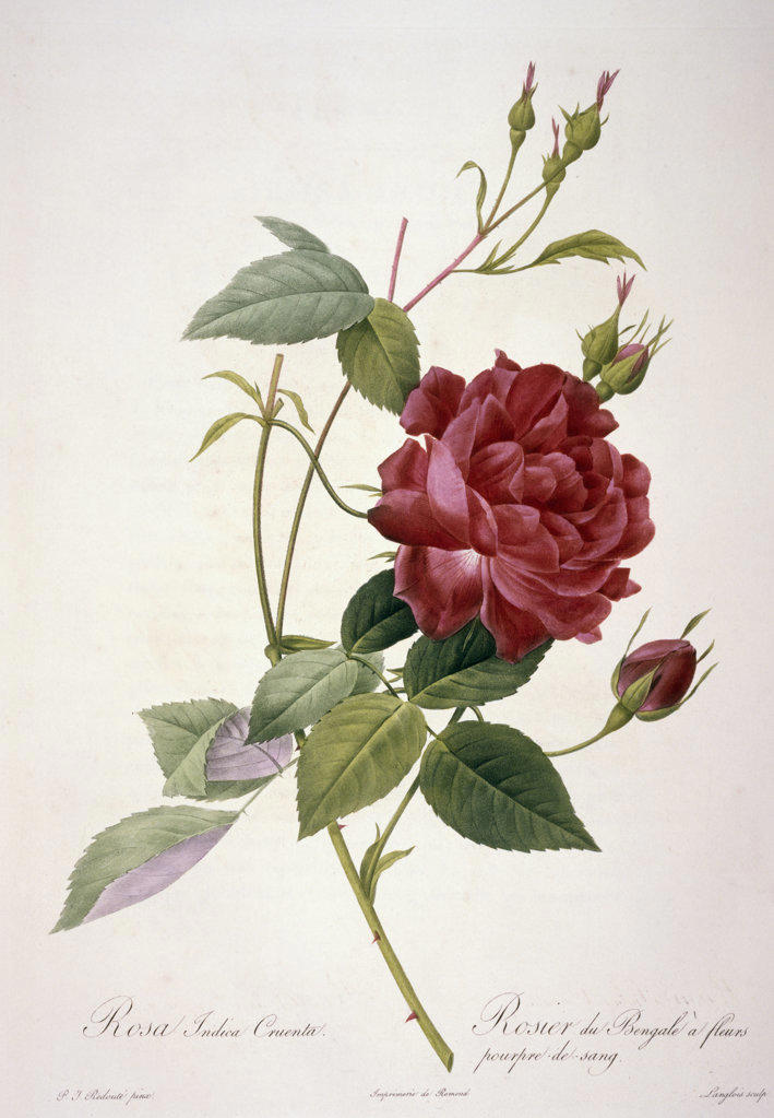 Rosa Indica Cruenta by Pierre Joseph Redoute from Les Roses,  (1759-1804),  USA,  Chicago,  Newberry Library
