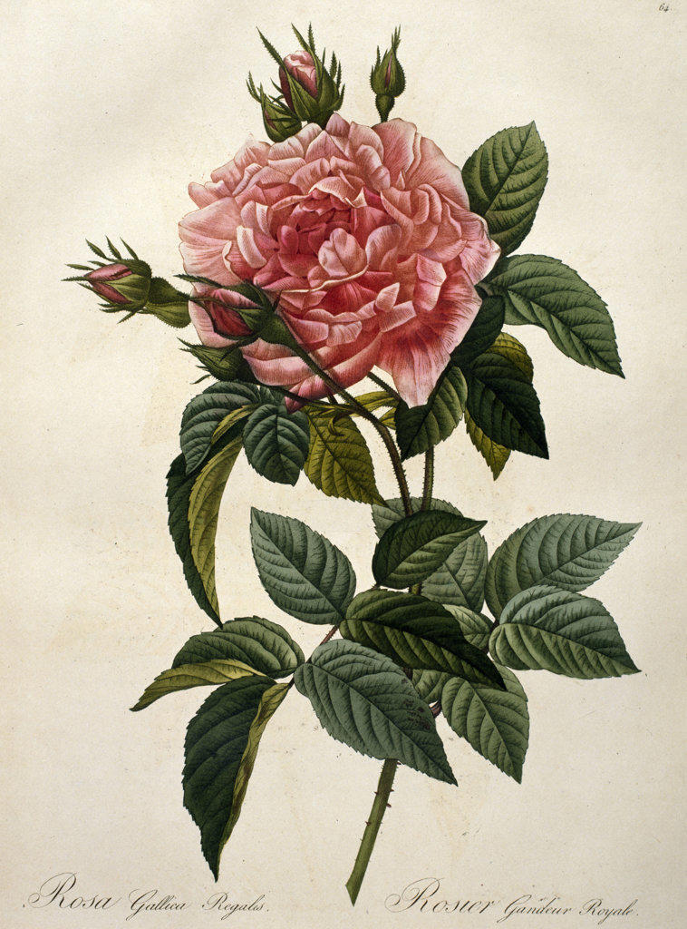 Rose (Rosa Gallica),  from Les Roses,  by Pierre Joseph Redoute,  (1759-1804),  USA,  Illinois,  Chicago,  Newberry Library